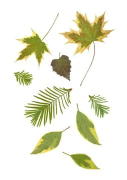 High quality flat lay scan of various fresh green and yellow autumn leaves イラスト素材