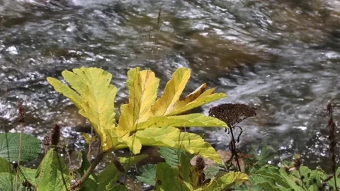 High quality Full HD cose-up detailed video of various plants in Rize, Turkey Stock Footage 156455739