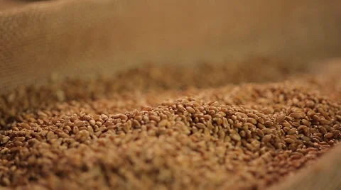 High quality grain seeds dropping in sack from elevator, organic food production Stock Footage 62453942