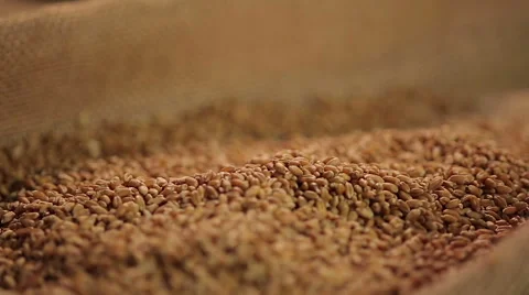 High quality grain seeds dropping in sack from elevator, organic food production Stock Footage 62470110