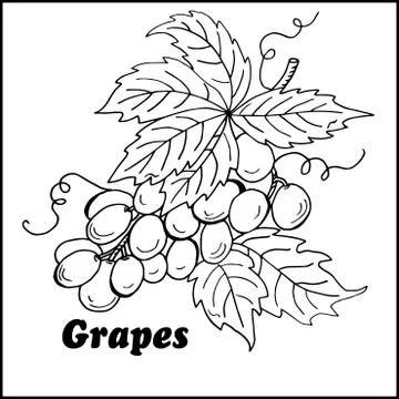 High quality grapes Stock Illustration
