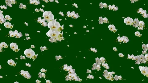 This high-quality green screen video featuring a mesmerizing cascade flowers gen Stock Footage 265149741