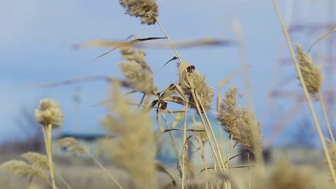 High quality HD video. Beautiful spikelets fluttering in the wind. Stock Footage