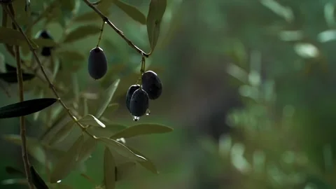 High quality image of olives on the branch Stock Footage 287121089