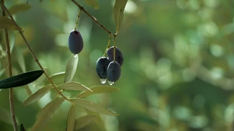 High quality image of olives on the branch 動画素材 287121305