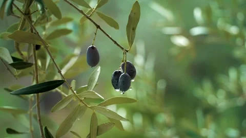 High quality image of olives on the branch 動画素材 287121666
