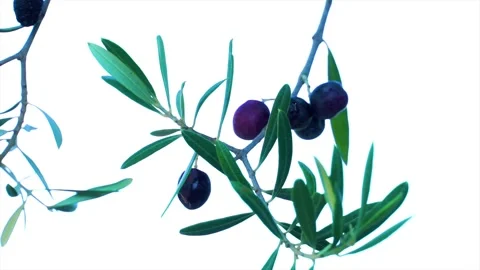 High quality image of olives on the branch Vidéo 287122540