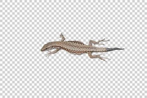 A high-quality isolated image of a lizard with a regrown tail, showcasing its un Stock Photos