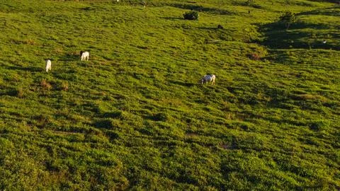 High Quality Nelore Beef Cattle, Zero Deforestation Amazon Stock Photos