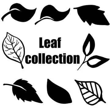 High quality original leaf collection isolated on white backgrou Stock Illustration