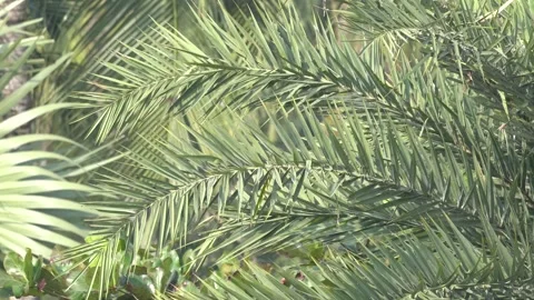 High-Quality Portrait Video of Date Palm Leaves Stock Footage 296368845