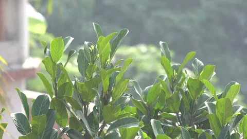 High-Quality Portrait Video of Jackfruit Leaves with Natural Background Stock Footage 296368635