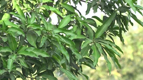 High-Quality Portrait Video of Mango Leaves with Background 動画素材 296368584