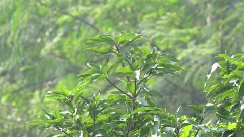 High-Quality Portrait Video of Mango Leaves with Background Stock Footage 296368737