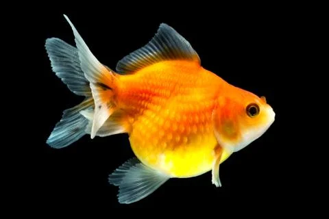 High quality studio shot of isolated pearlscale goldfish on black Stock-Fotos