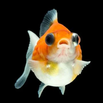 High quality studio shot of isolated pearlscale goldfish on black Stock-Fotos