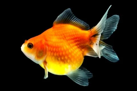 High quality studio shot of isolated pearlscale goldfish on black Фото