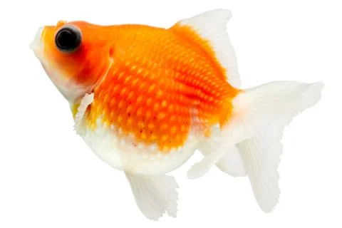 High quality studio shot of a manually removed background,showcasing a complete Foto stock