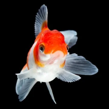High quality studio shot of an Oranda goldfish,isolated on a black Stock-Fotos