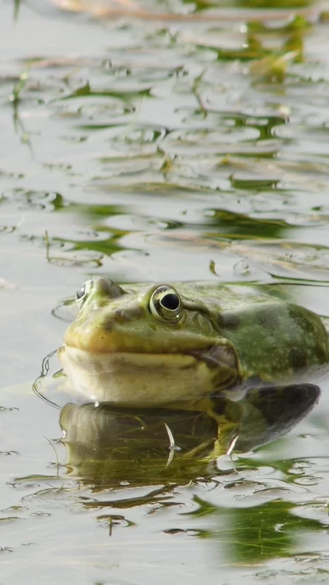 High-quality vertical footage of a vocalizing frog in a sunlit swamp, ideal Stockbeeldmateriaal 334340395
