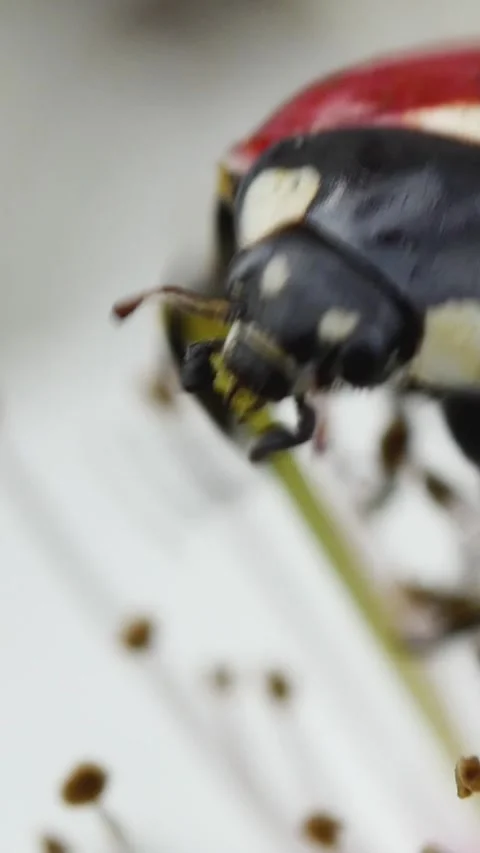 High-quality vertical macro video focusing on the side profile of a coccinel Stock Footage 335185110