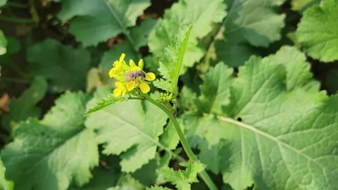 High-Quality Video of Bee on a Flower Stock Footage 255737398