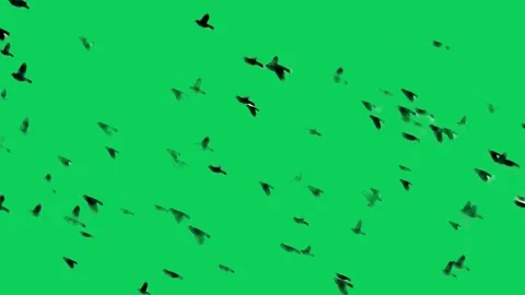 High-quality video of birds flying on a green screen Stock Footage 301230146