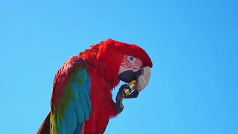 High quality video of colourful parrot in 4K Stock Footage 80677247