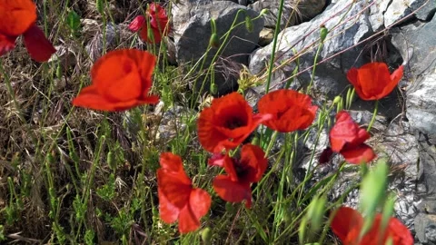 High quality video of flower Vidéo 287285412