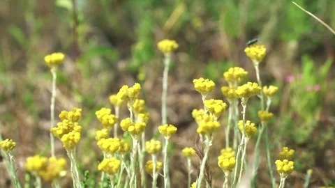 High quality video of flower Video stock 287285432