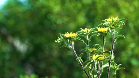High quality video of flower Stock Footage 287285450