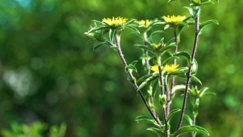 High quality video of flower Stock Footage 287285541