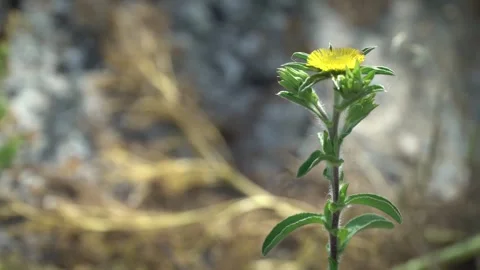 High quality video of flower Stock Footage 287285568
