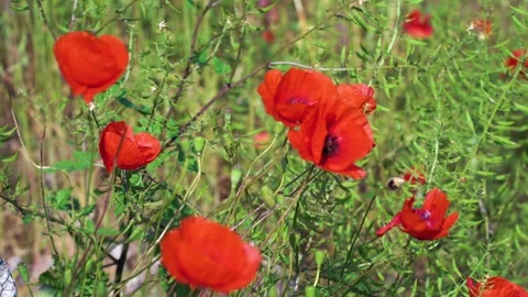 High quality video of flower Stock-Footage 287285617
