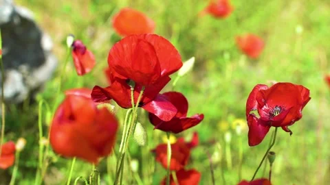 High quality video of flower Stock Footage 287285657