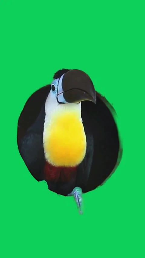 High-quality video of a Keel-billed Toucan from an animal video on a green .. Stock Footage 301089029