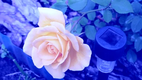High-quality video material in 4k format. Magic background of blue tinted rose Stock Footage 253615540