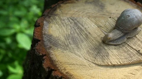 High quality video of snail on the tree stump in 4K Stock Footage 77112519