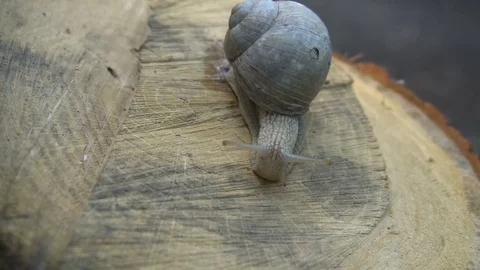 High quality video of snail on the tree stump in 4K Stock Footage 77112786
