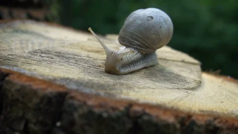 High quality video of snail on the tree stump in 4K Stock-Footage 77112954