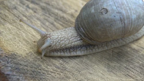 High quality video of snail on the tree stump in 4K 動画素材 77113048