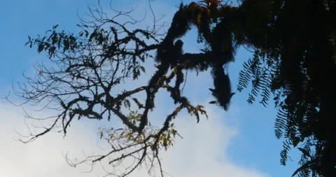 High Rainforest Funky Moss Covered Tree And Cloud Moving In Breezy Blue Skies Stock Footage 137567482
