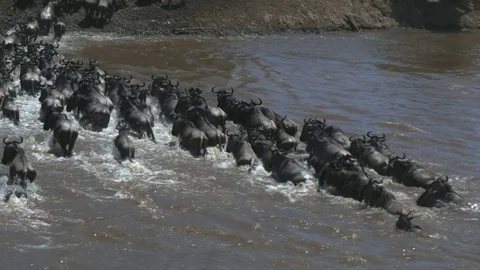 High rear view of a wildebeest herd crossing the mara river in kenya Stock Footage 70505294