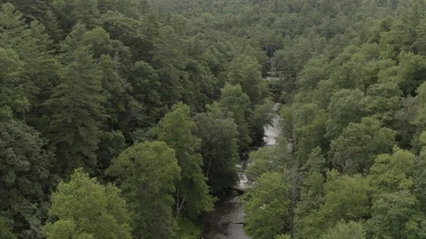 High rearward tracking on river in forested area in southeastern United States Stock Footage 112273585