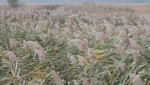 High reed against cloudy sky in wind day Stock Footage 8916056