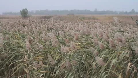 High reed against cloudy sky in wind day Stock Footage 8916132