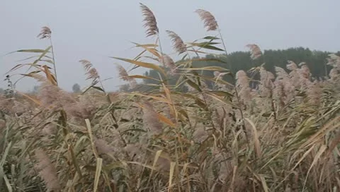 High reed against cloudy sky in wind day Stock Footage 8916213