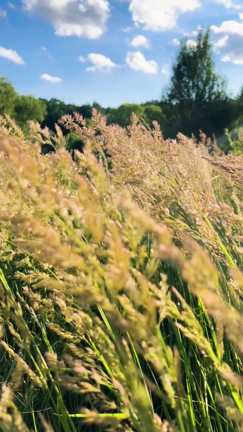 High reed grass, wild meadow ears and fescue sway in the wind in a summer field. Stock Footage 339686838