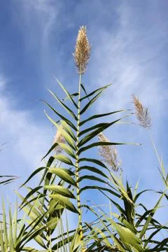High reed Stock Photos