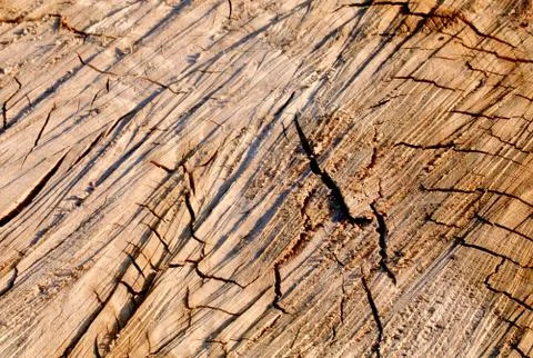High Relief Oak Section Stock Photos